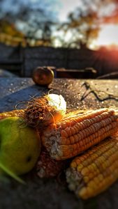 corn, food, harvest-6783145.jpg